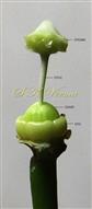  Pistil